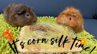 An immersive experience of guinea pigs eating corn silk [upl. by Nilok]