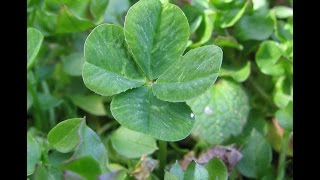 Find Four Leaf Clovers [upl. by Eliseo]