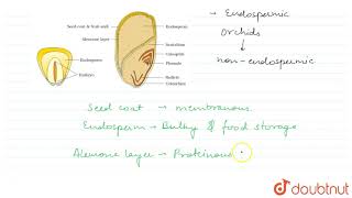 STRUCTURE OF A MONOCOTYLEDONOUS SEED [upl. by Aicirtac]