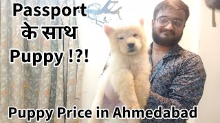 Dog Price in Ahmedabad  Beagle Chaw Chaw Labrador Pomeranian Puppies  Guli Guli pets [upl. by Eseela]