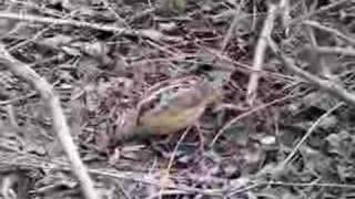 American Woodcock Scolopax minor [upl. by Niboc]