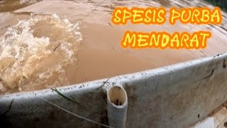 goonch catfish spesis ikan purba mendarat pagi ini [upl. by Atiek]