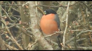 Male and female Bullfinch Bullfinch pair [upl. by Reggi]