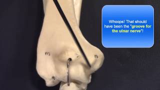 Osteology of the Upper Extremity [upl. by Oehsen]