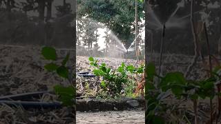 Farmer Khetibadi agricultureviralvideo kisan indianagriculture farmer [upl. by Odravde]