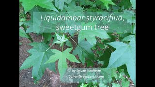 Liquidambar styraciflua sweetgum [upl. by Ymia]