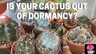 How to Tell if Your Cactus is Out of Winter Dormancy [upl. by Origra]