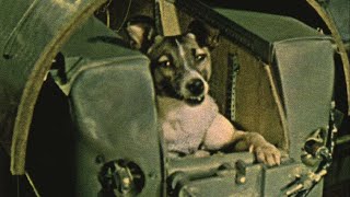 Laika the dog first entered orbit 60 years ago [upl. by Fredrika]