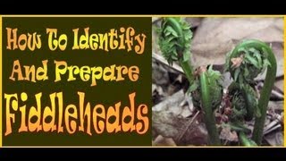 Fiddleheads How to identify and prepare this wild Delicacy [upl. by Acirt]