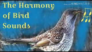 The Harmony of Bird Sounds  Western wattlebird Anthochaera lunulata [upl. by Onek]