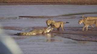 Lions vs Crocodile Fight  Samburu National Reserve Kenya August 6 2014 [upl. by Duncan]