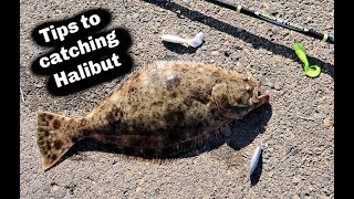 Fishing For California HALIBUT  2 Favorite Lures on Dropshot [upl. by Heywood562]