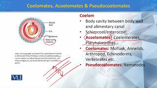 Coelomates Acoelomates amp Pseudocoelomates  Principles of Systematics  ZOO511TTopic196 [upl. by Isiahi]