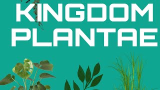 The Plant Kingdom Get a quick yet detailed overview of everything in it LogicalBioSphere [upl. by Leen]