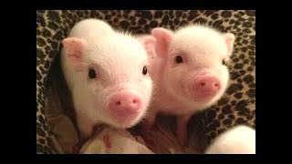 CUTE BABY PIGS COMPILATION 2018 2  Just Animal Videos [upl. by Navis]