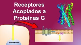 Receptores Acoplados a Proteínas G  Vías de señalización y comunicación celular [upl. by Adley]