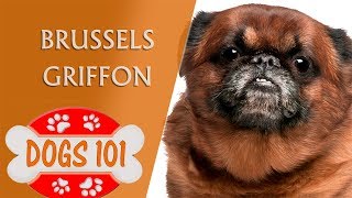 Dogs 101  BRUSSELS GRIFFON  Top Dog Facts About the BRUSSELS GRIFFON [upl. by Helms]