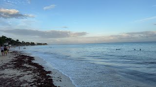 Playa del Carmen🔴En Vivo Llega sargazo ￼y Quinta Avenida [upl. by Dosia293]