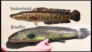 Snakehead Identification [upl. by Nesbitt]