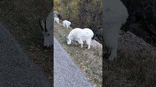 Black Hills day trip blackhills mountaingoats spearfishcanyon [upl. by Neelrahc]