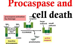 Caspase and Procaspase in cell death [upl. by Tillion]