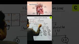 Heart 4 chambers🔥 circulatorysystem neet nursing futuredoctor pharmacist [upl. by Bagger866]