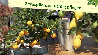 Zitruspflanzen – so gedeihen sie gut  MDR Garten [upl. by Herzberg535]