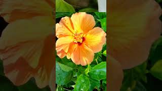 song music newsong bollywood love travelblog backgroundmusic nature tvsjupiterbs6 [upl. by Edaw]