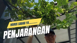 CARA PENJARANGAN ANGGUR Tanam Anggur dalam Pot [upl. by Latreshia]