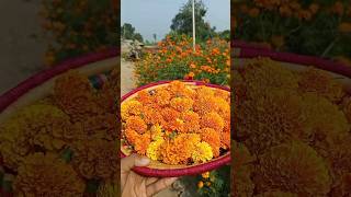 Guys marigolds marigolds garden harvestingmarigolds [upl. by Aerdnwahs]