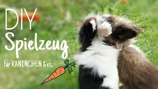 3 DIY Beschäftigungsideen für Kaninchen 🐇🍁 1  Kaninchenstar [upl. by Klement]