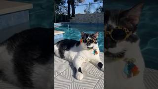 From Struggling to Climb Stairs to Living Her Best Life catstory overweightcat catvideo [upl. by Elleinwad]