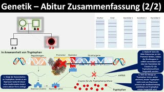 Genetik Einführung  Zusammenfassung 22  Abitur Biologie Genetik Oberstufe [upl. by Manara988]