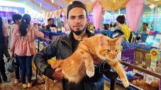 25 Lakh Rs की Cat  Cats Show Vlog [upl. by Herm]