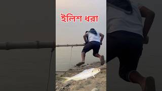 শান্ত তাজা ইলিশ ধরলো ilish Hilsha fishing [upl. by Holtorf]