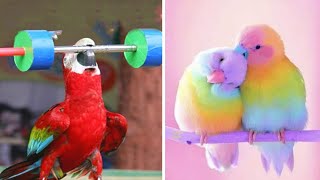 Smart And Funny Parrots Parrot Talking Videos Compilation 2023  Cute Birds 33 [upl. by Nonnag]