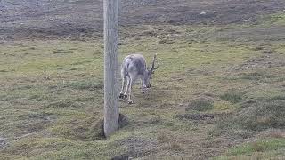 Reindeer eating mushrooms in Longyearbyen [upl. by Eloise]