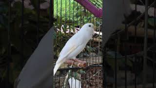 The Best Canary Sounds Canary Training [upl. by Candi104]