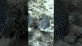 Crazy cuttlefish changing color in real time 😳 diving scubadiving tenerife [upl. by Matlick]