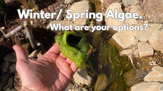 WinterEarly Spring POND ALGAE What are your options [upl. by Notlih]