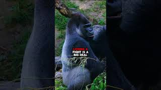 What Happens to a Gorilla After Losing a Fight [upl. by Nagiem]