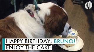 Bruno the St Bernard turns one [upl. by Rusty]