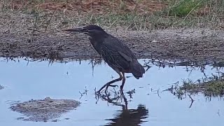 Striated heron Butorides striata at Djuma Waterhole [upl. by Pahl187]