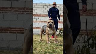 American bully xl [upl. by Suhail]