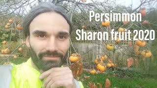 Heavy Persimmon Sharon fruit crop in UK GREAT HARVEST [upl. by Sig]