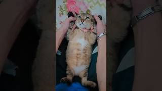 My cat hates being touched😾😅 reels cattitude catshorts [upl. by Eiclehc448]