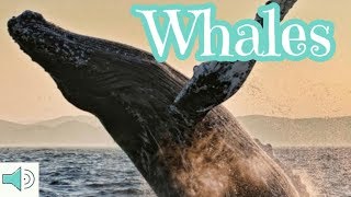 WHALES  learning video for Kids  educational video for children [upl. by Leisha137]