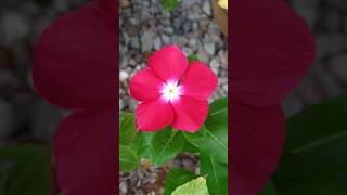 Pink Vinca The Vibrant Blooms of Your Garden shorts vincaflower pinkflowers PlantsWorld [upl. by Jordison]