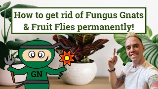 Getting rid of Fungus Gnats or Sciarid flies permanently [upl. by Intihw408]