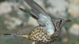 Zorzal charlo Turdus viscivorus Mistle Thrush [upl. by Aliuqehs719]